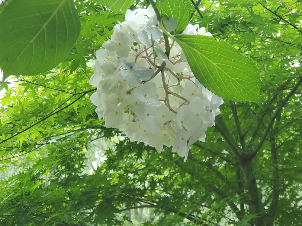 梅雨入りとアジサイ