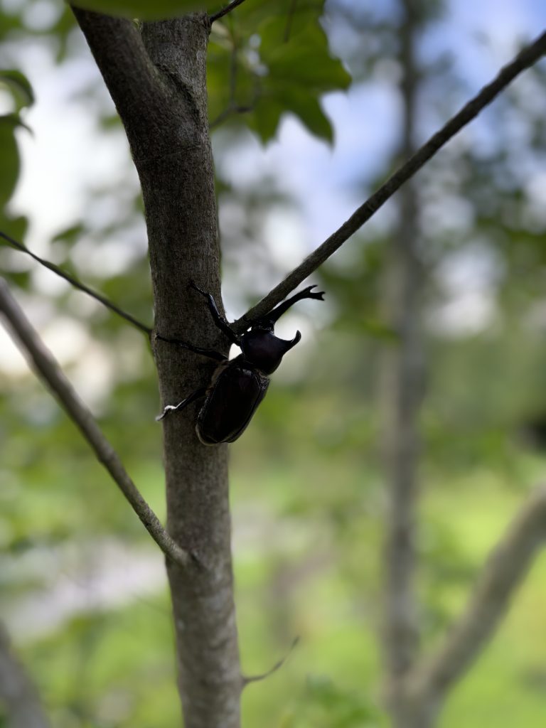 かぶとむしの一生
