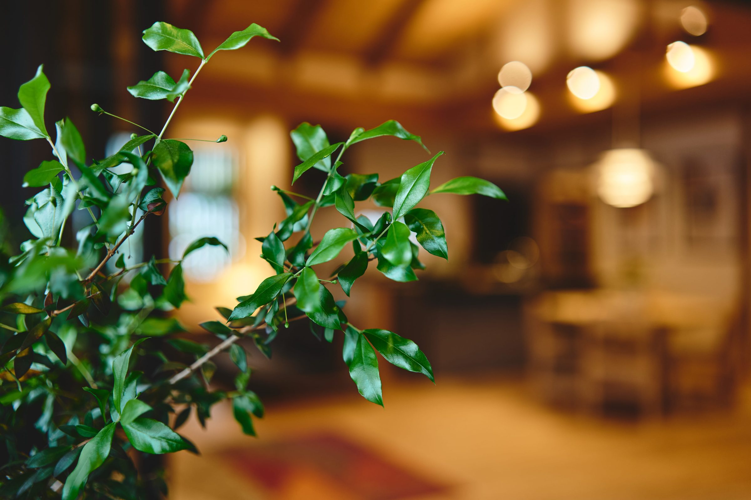 優雅な時間をつくる、
平屋のお家。