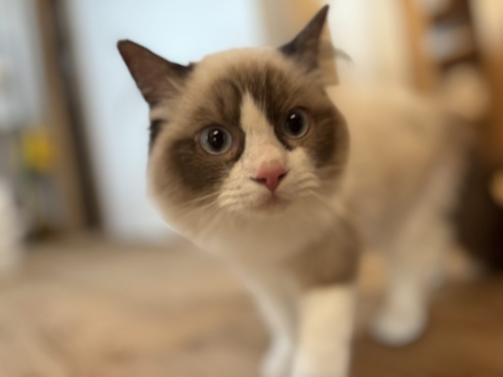 【住まい手の暮らし紹介】猫、元気。