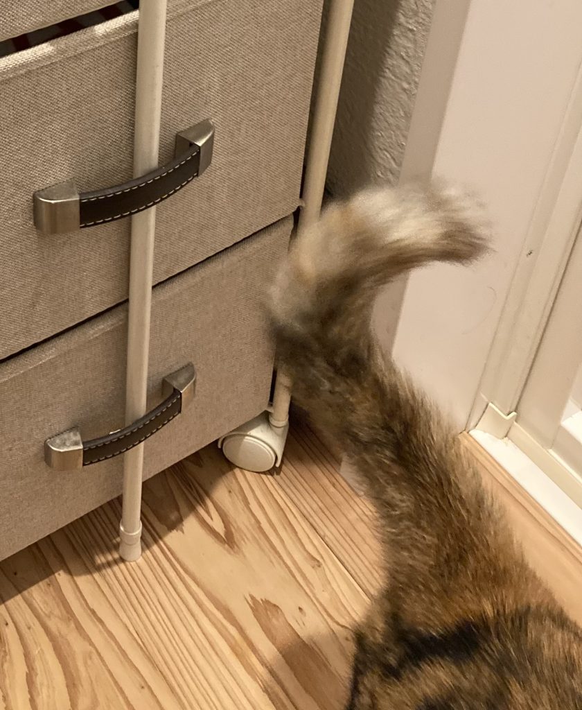 きゅーおーえる!