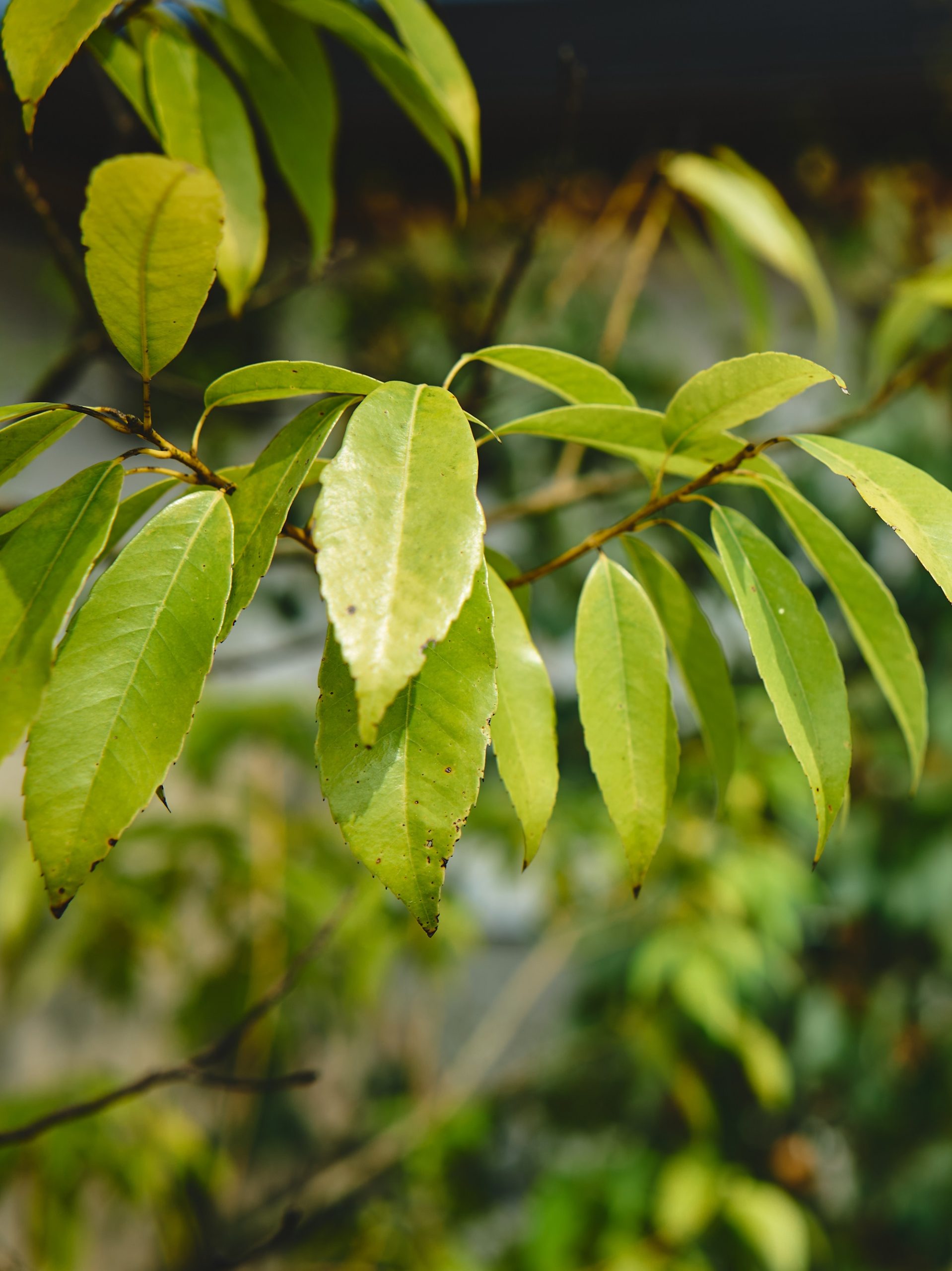 【2月限定】立春お家見学会