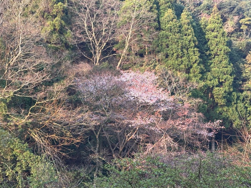 山桜