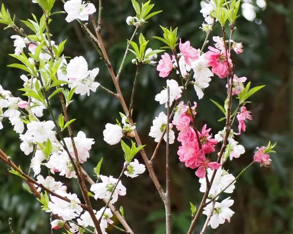 平佐の隠れた名将