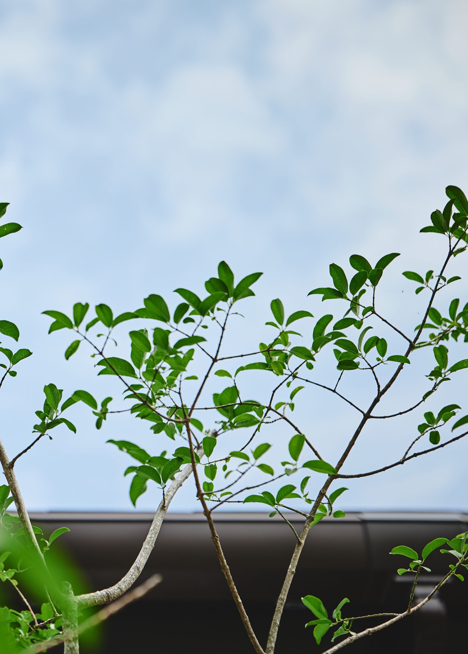 春のお家見学会