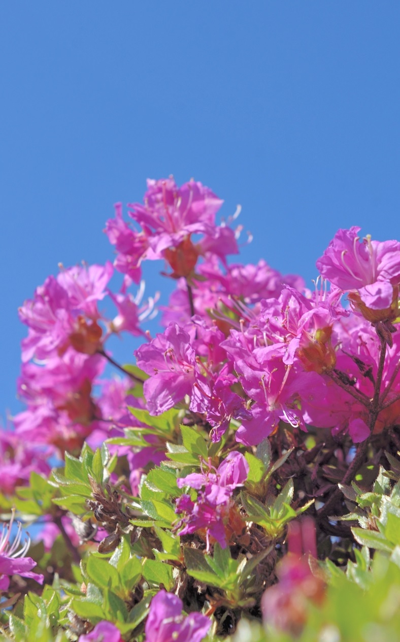 【平佐町】好きが詰まった、趣味と暮らす家<完成見学会>
