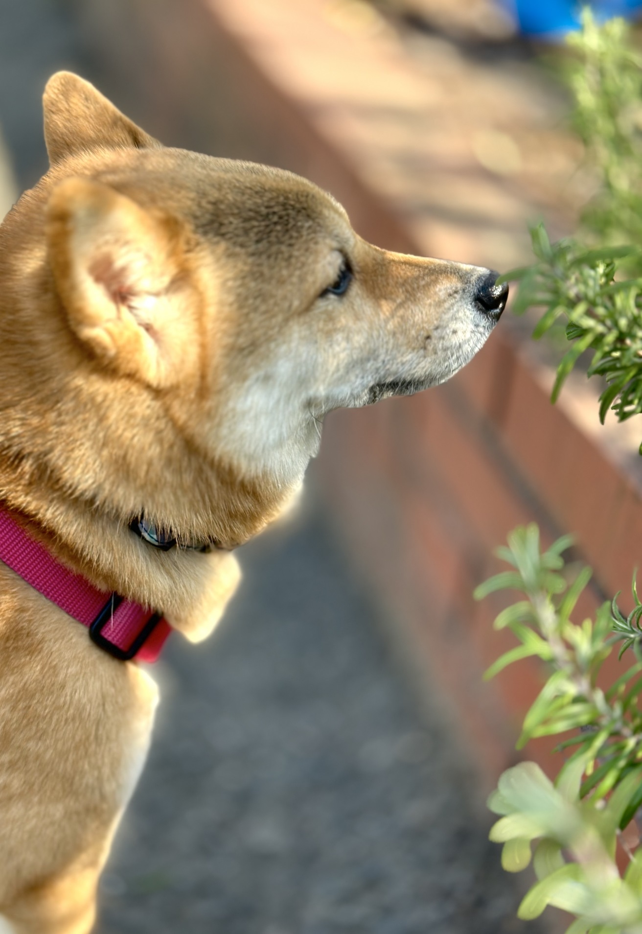 【加治木町】自然素材と、わんちゃんの笑顔があふれる家<完成見学会>