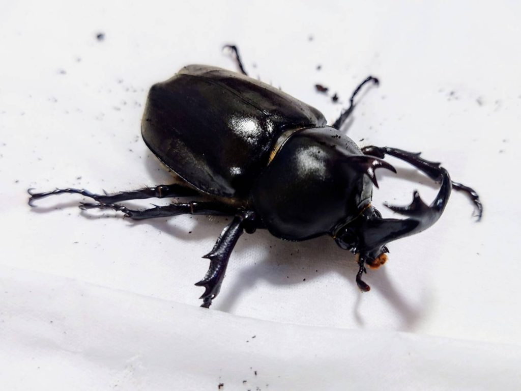 カブトムシ