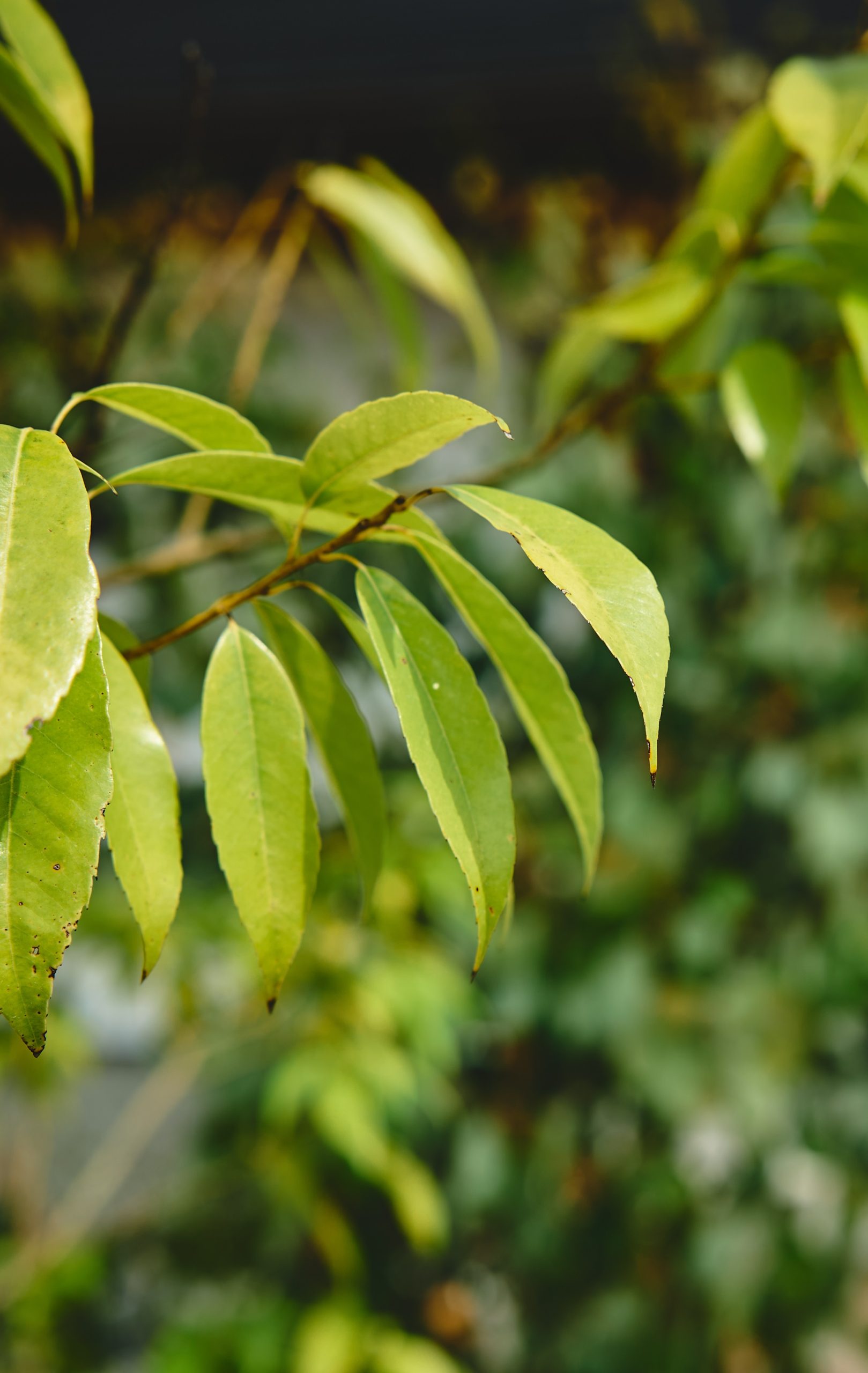 <薩摩川内市 完成見学会><br>愛猫と仲良く、お庭にゴルフのグリーンもある平屋のおうち