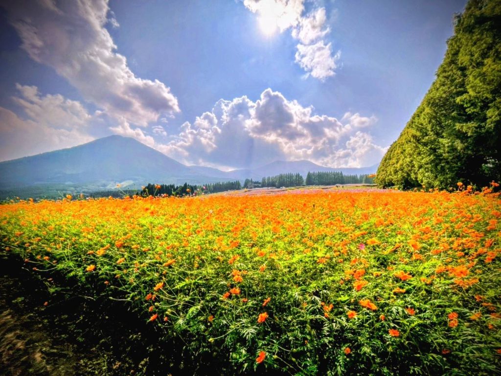 コスモスまつり