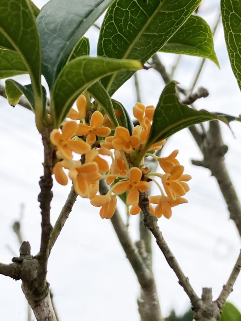 家と庭、その後。