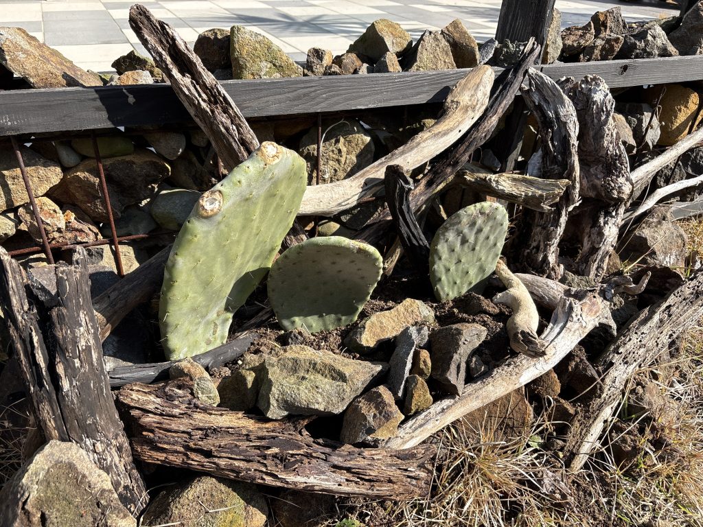 新しい多肉植物