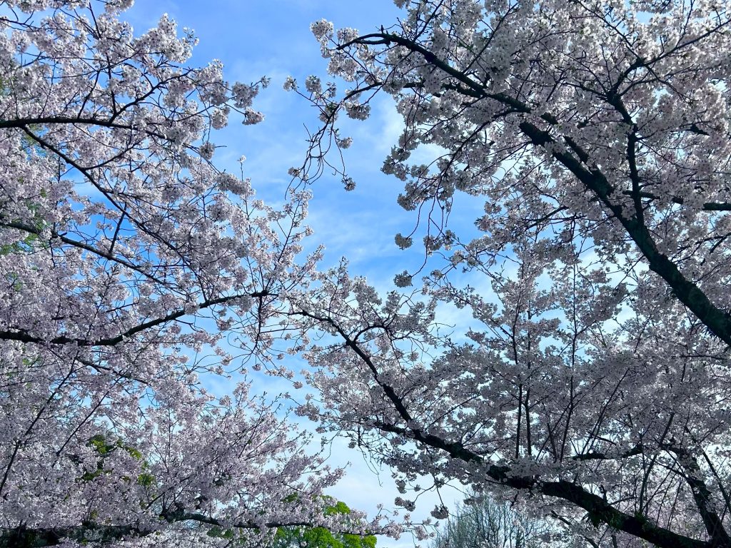 花があるだけで