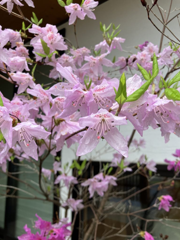 モデルハウスのこと～春ですね編～