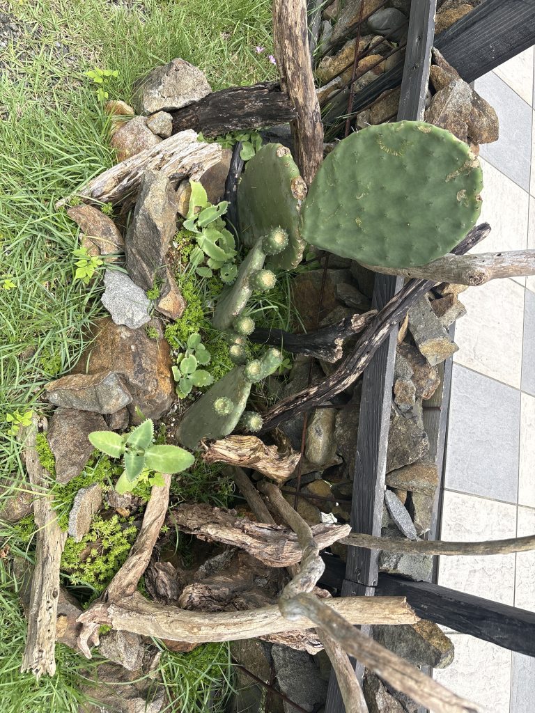 サボテンの成長記録🌵