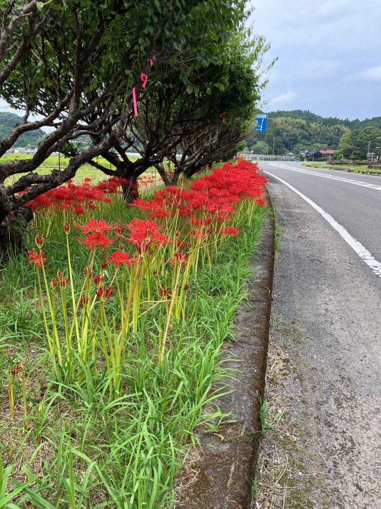 彼岸花はカレンダーを持っている？