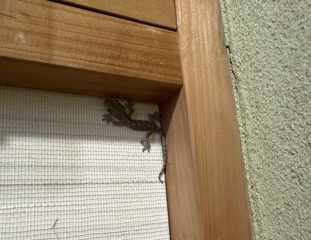 我が家のペットたち
